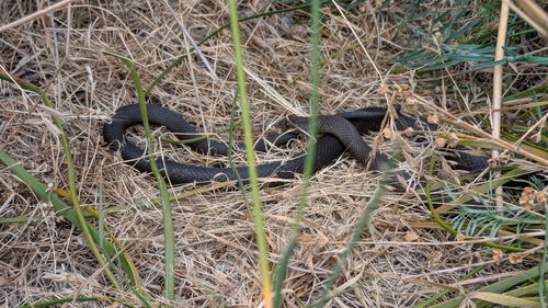 Rottnest Island Dugite sighting