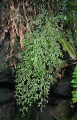 Hymenophyllum pulcherrimum image