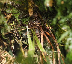 Hymenophyllum pulcherrimum image