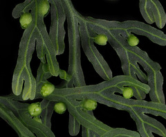 Hymenophyllum pulcherrimum image