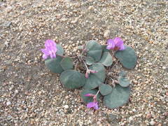 Gueldenstaedtia monophylla