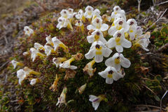 Euphrasia integrifolia