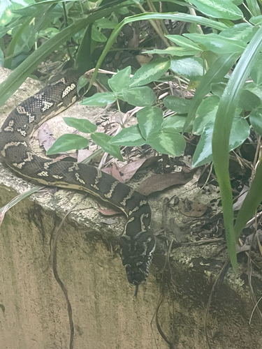 Coastal Carpet Python sighting