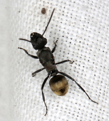 Polyrhachis erato