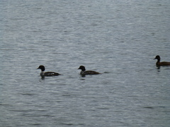 Bucephala