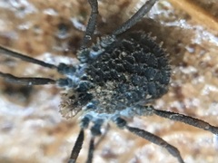 Ortholasma rugosum