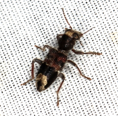 Clerus gilberti
