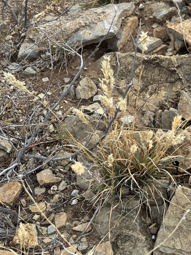 Large-Flower Woolly Grass (Erioneuron avenaceum)