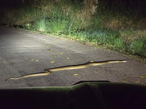 Australian Scrub Python sighting