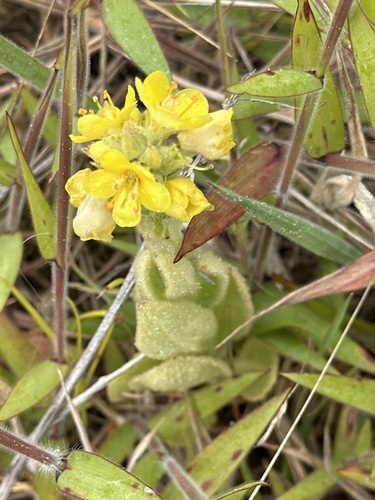 Verbascum thapsus observed 2025-11-23