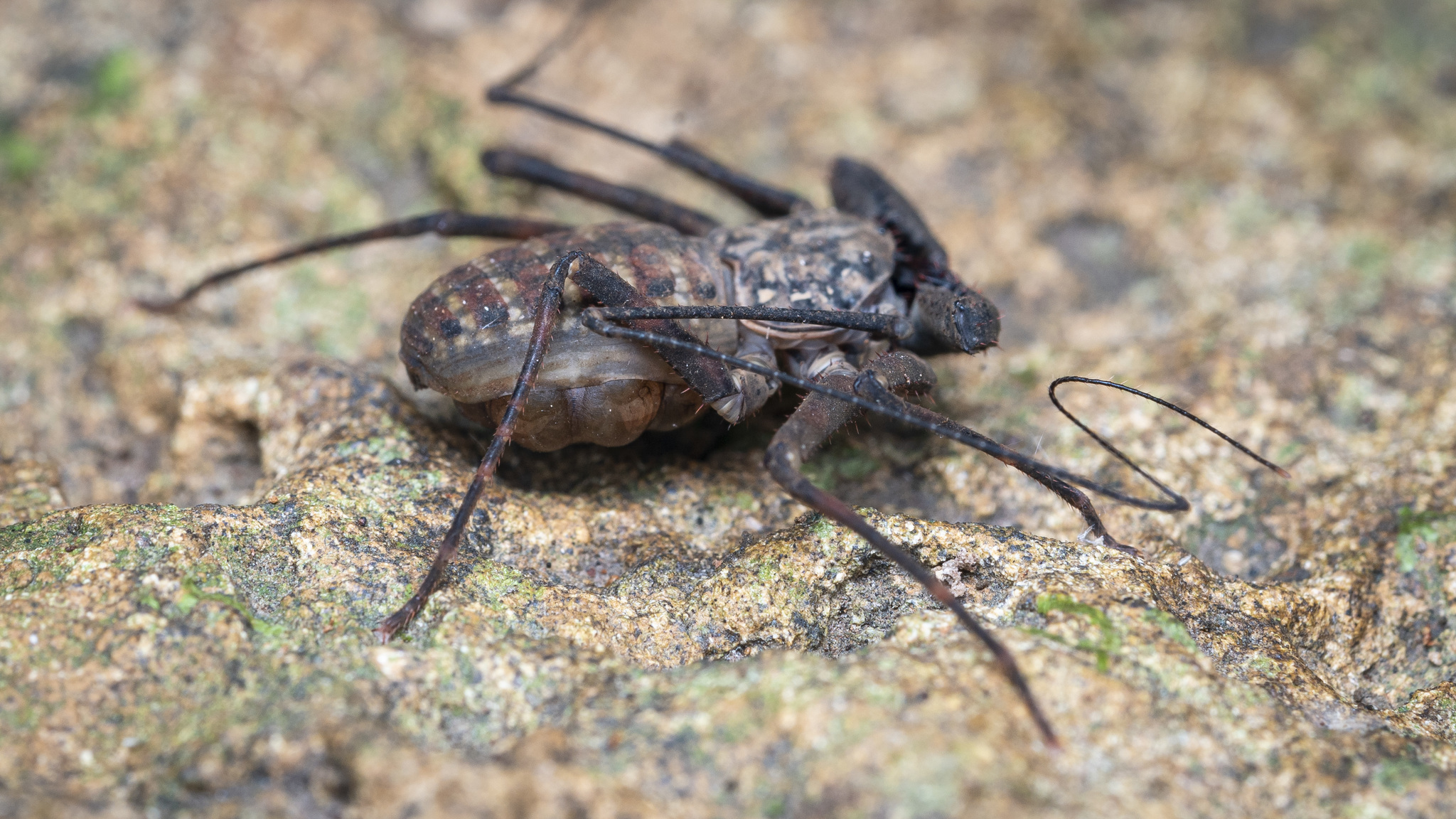 Charinus neocaledonicus Kraepelin, 1895