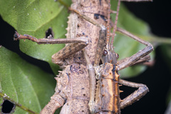 Canachus alligator