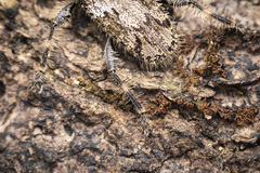 Polyacanthia fonscolombei