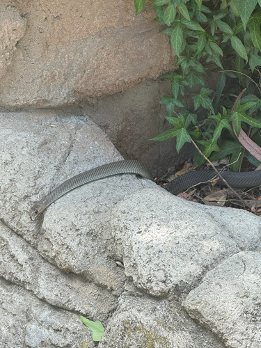 Eastern Brown Snake sighting