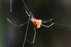 Argyrodes flavescens