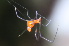 Argyrodes flavescens