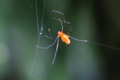 Argyrodes flavescens