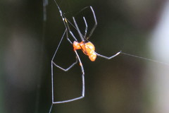 Argyrodes flavescens