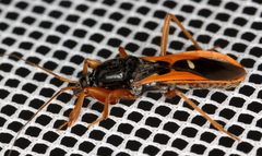 Ectomocoris truculentus