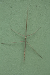 Bactrododema tiaratum