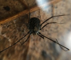 Ortholasma rugosum