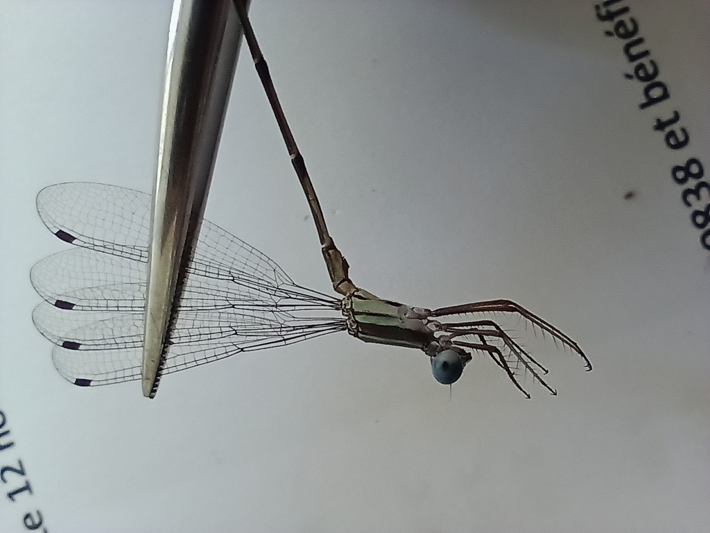 Lestes falcifer