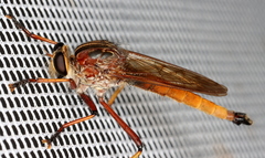 Colepia rufiventris