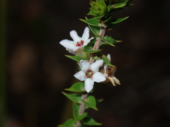 Epacris pulchella