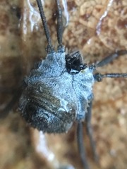 Ortholasma rugosum