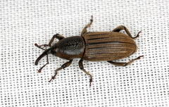 Cosmopolites sordidus