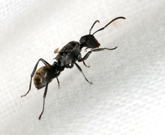 Polyrhachis erato