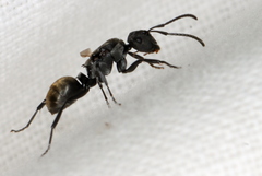 Polyrhachis erato