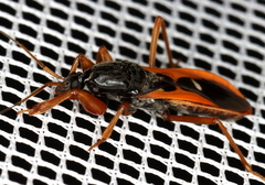 Ectomocoris truculentus