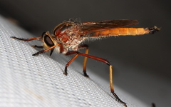 Colepia rufiventris