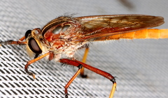 Colepia rufiventris