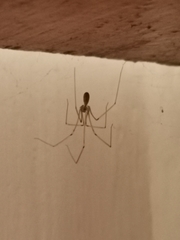 Pholcus alticeps