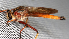 Colepia rufiventris
