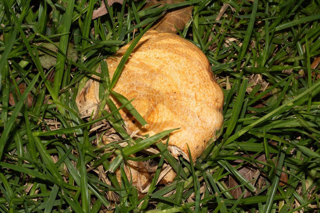 Lactarius alnicola · November 2025 · photo: © jamiegriffiths (iNaturalist, cc-by)