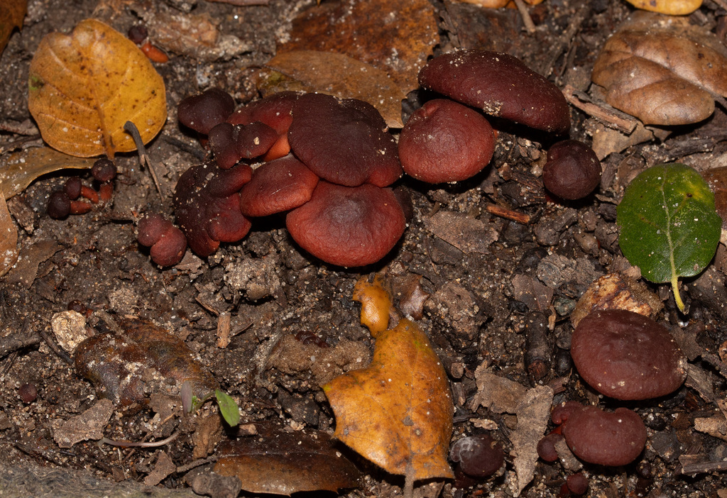 Lactarius rufulus · November 2025 · photo: © jamiegriffiths (iNaturalist, cc-by)