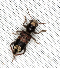Clerus gilberti