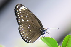Euploea crameri