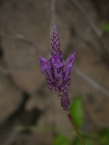 Image of Lavandula rotundifolia by (c) Yves Bas, some rights reserved (CC BY)