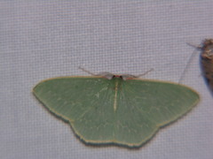 Chlorocoma melocrossa