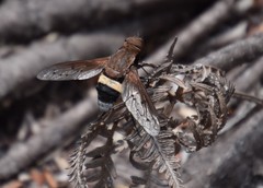 Ligyra punctipennis
