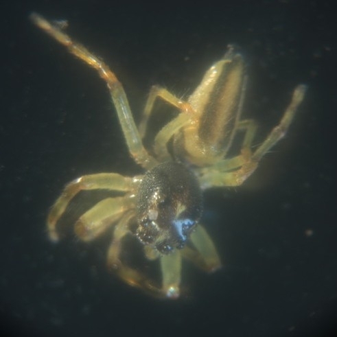 jumping spiders