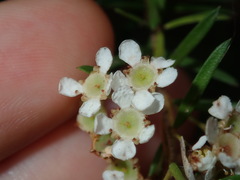 Sannantha pluriflora