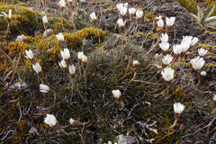 Celmisia laricifolia