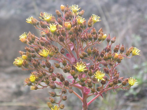 Image of Aeonium gorgoneum by (c) Yves Bas, some rights reserved (CC BY)