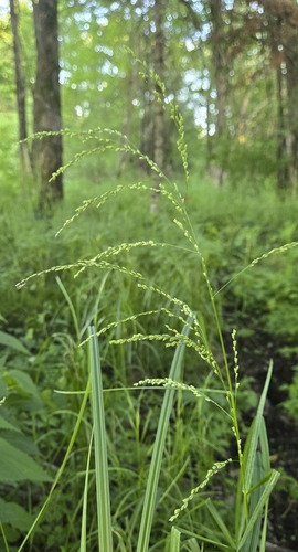 Glyceria X ottawensis