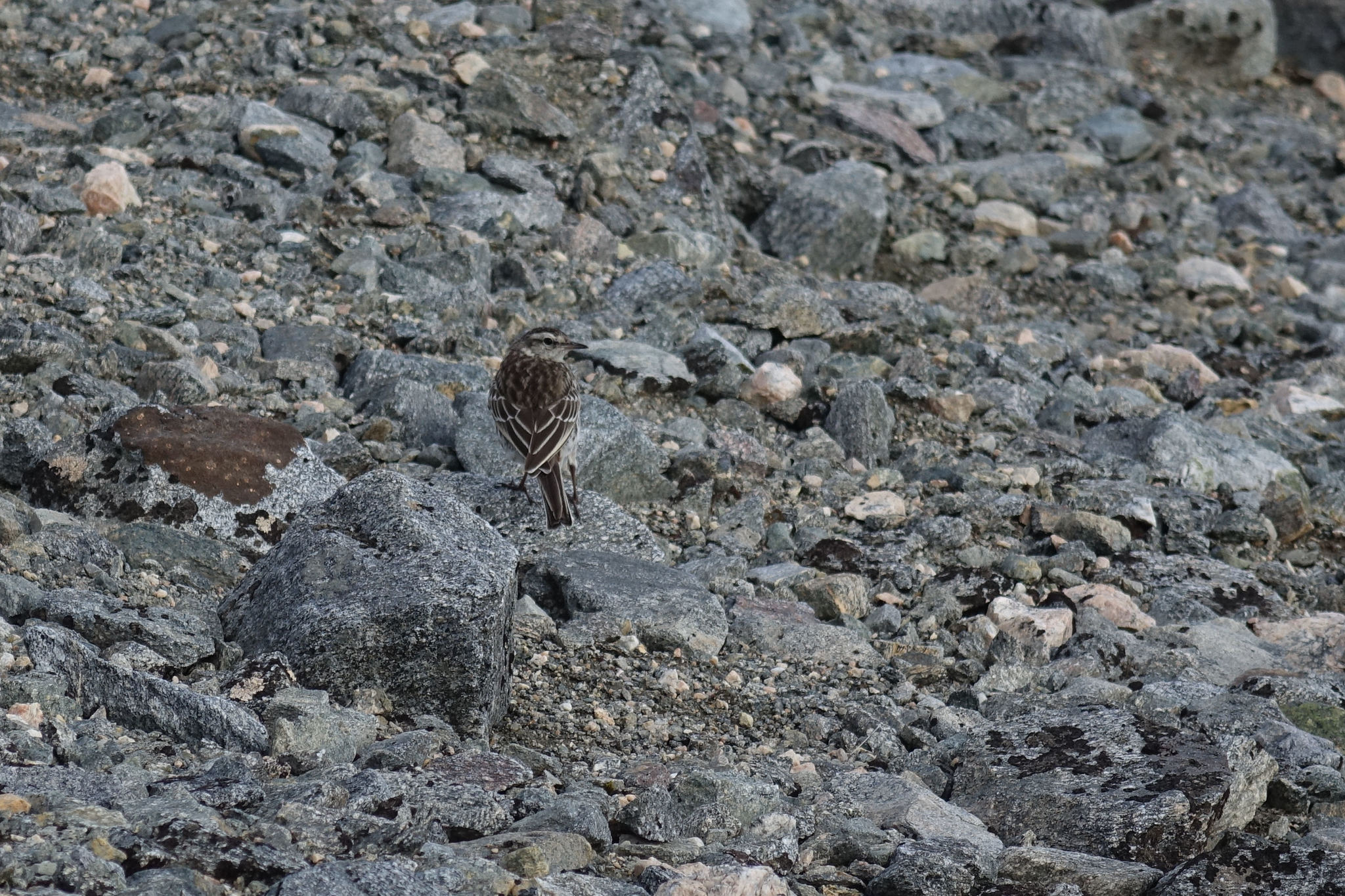 New Zealand Pipit